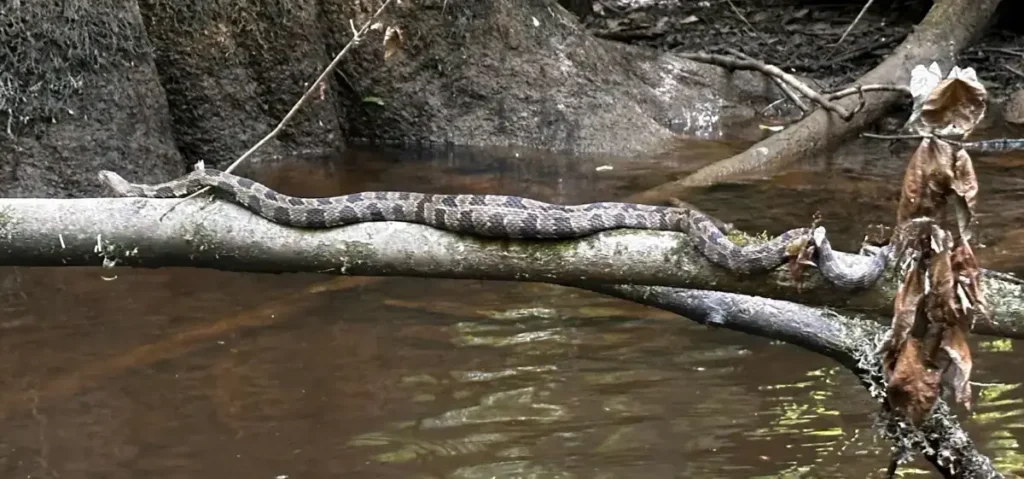 A large snake resting on a rock near water.