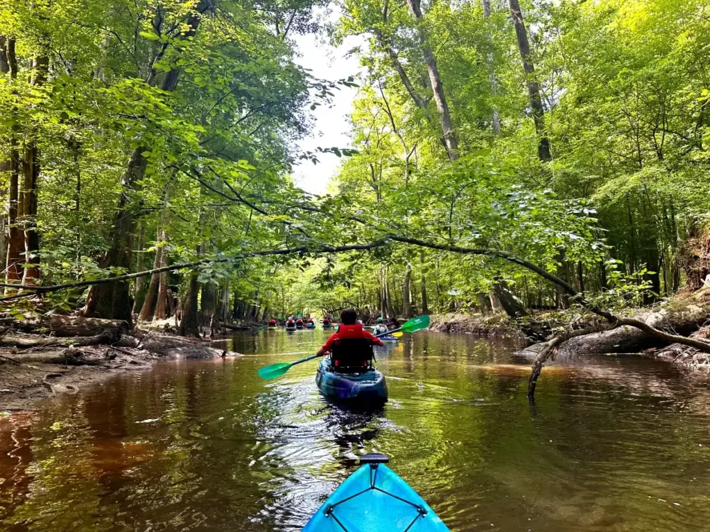 Two kayakers paddling through a lush green forest river.