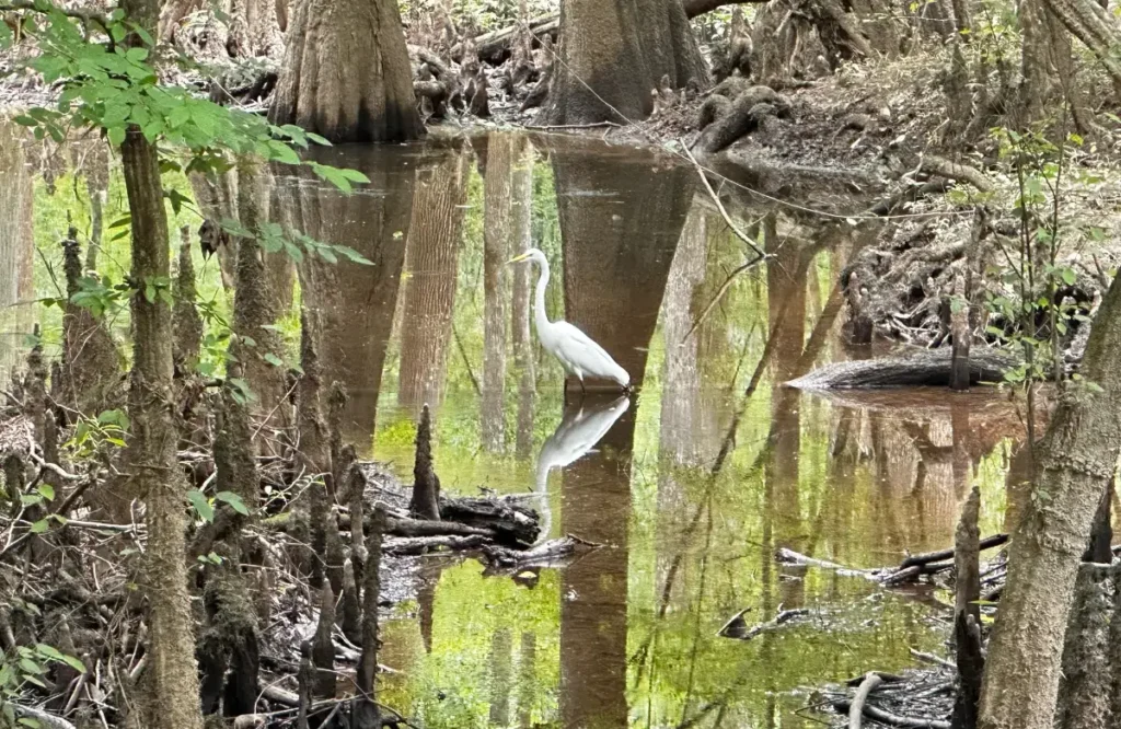 Two kayakers paddling through a lush green forest river.
