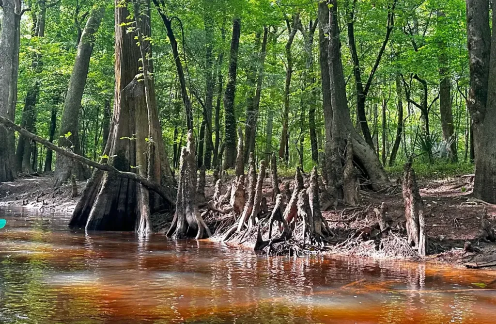 Mangrove roots emerging from reddish water in a forest.