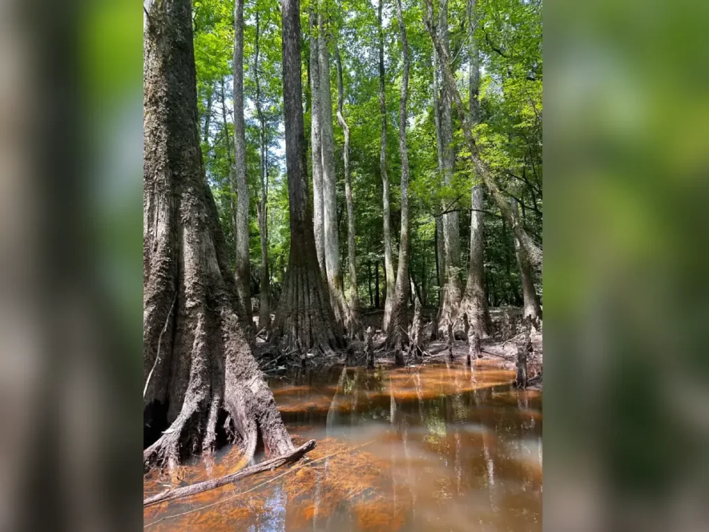 Swamp trees with exposed roots in shallow brown water.