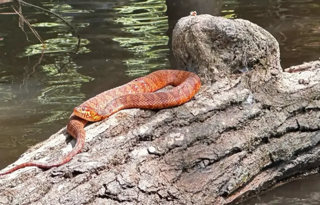 A red-orange snake resting on a log by the water.