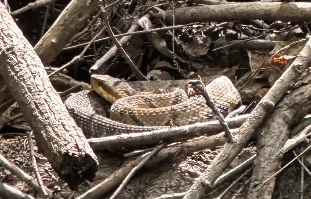 A rattlesnake coiled among dry branches and leaves.
