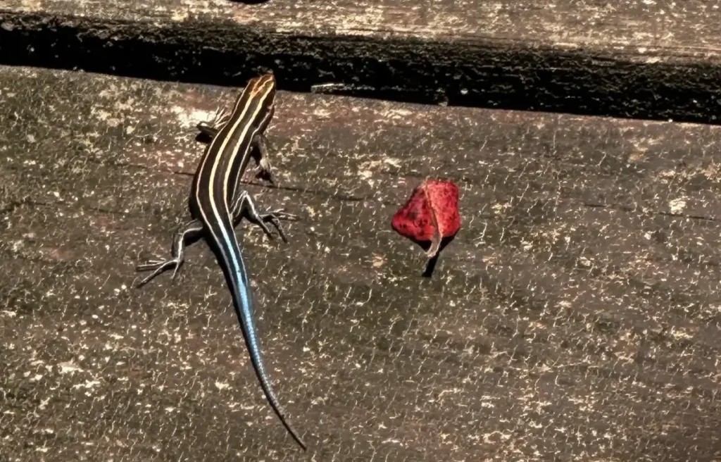 A small lizard with a blue tail on a wooden surface next to a red flower petal.