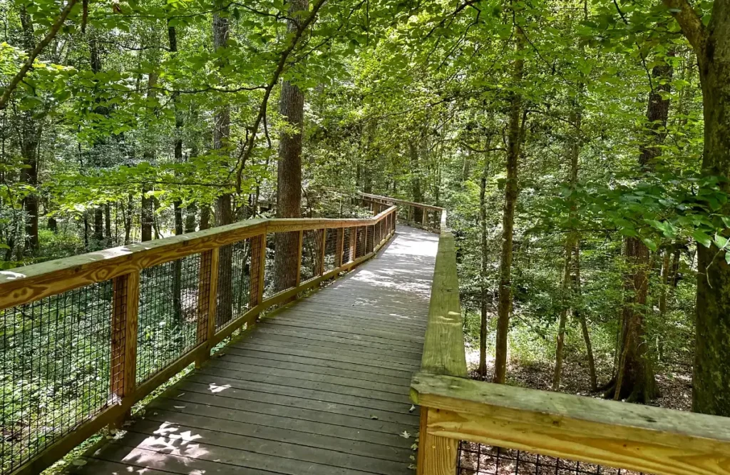 A wooden boardwalk winding through a green forest.