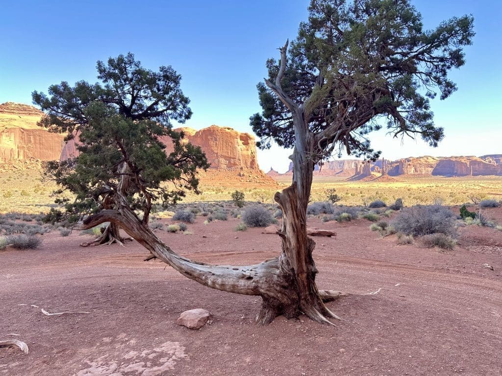 Tree from the scene, "She Wore a Yellow Ribbon," in Monument Valley.